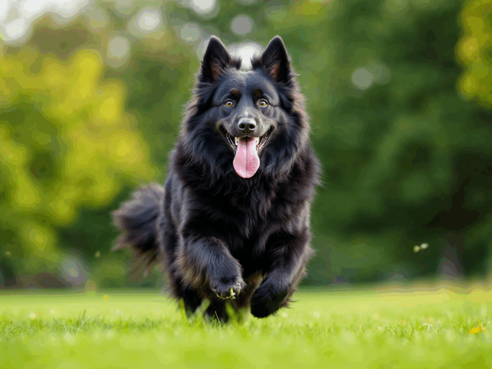 Hundefutteroptimierung Köln